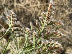 Goniolimon tataricum