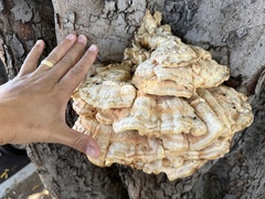Laetiporus gilbertsonii