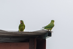 Psittacara holochlorus