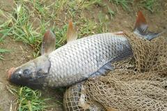 Cyprinus carpio