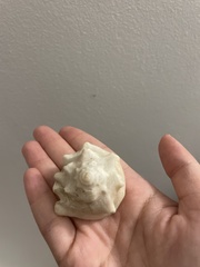 Macrostrombus costatus