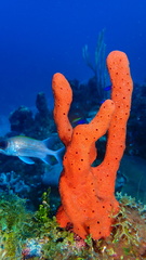 Amphimedon compressa