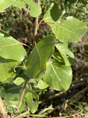 Populus × canadensis