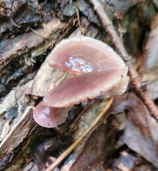 Mycena vinacea