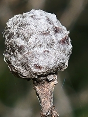 Rabdophaga strobiloides