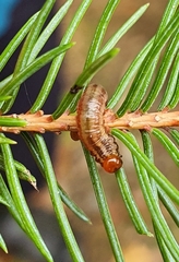 Choristoneura fumiferana