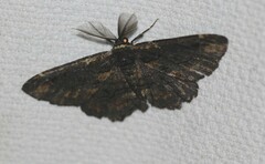 Pholodes sinistraria