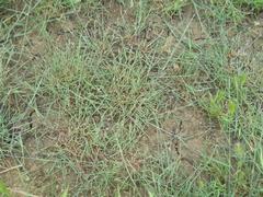 Sporobolus maritimus