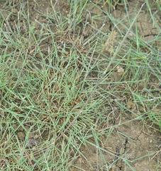 Sporobolus maritimus