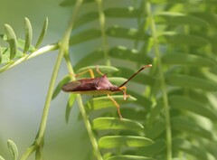 Plinachtus imitator