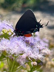 Atlides halesus
