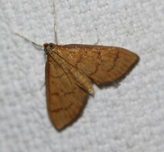 Anania perflavalis