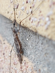 Tipula confusa