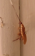 Shelfordella lateralis