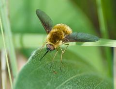 Bombylius atriceps