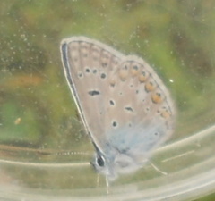 Polyommatus icarus