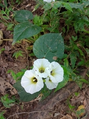 Ipomoea corymbosa