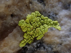 Acarosporaceae