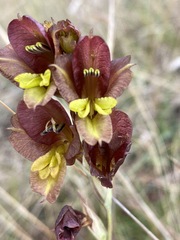 Gladiolus woodii image