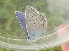 Polyommatus icarus