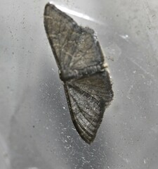 Idaea coercita
