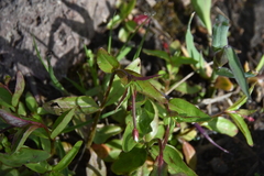 Epilobium anagallidifolium