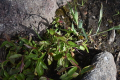Epilobium anagallidifolium