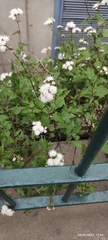 Ageratina glechonophylla