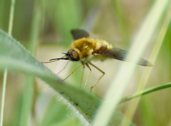Bombylius atriceps