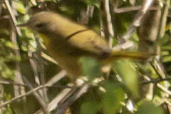 Geothlypis trichas