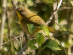 Geothlypis trichas