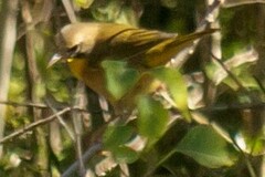 Geothlypis trichas