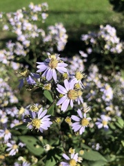 Symphyotrichum undulatum