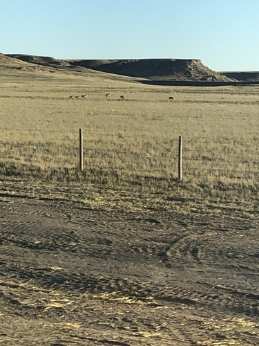 Pronghorn photographed in Nebraska
