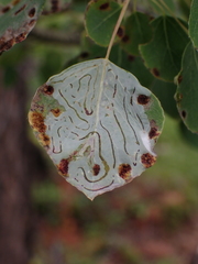 Phyllocnistis populiella