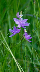 Calopogon tuberosus tuberosus
