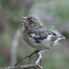 Common Chaffinch photo 6