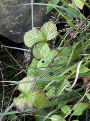 Rubus saxatilis