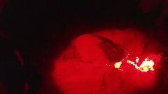 Caretta caretta