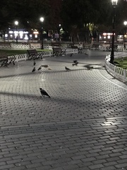 Corvus cornix