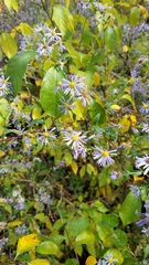 Symphyotrichinae
