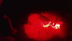 Caretta caretta