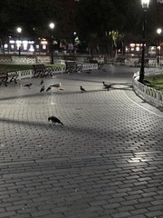 Corvus cornix