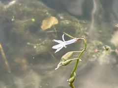Lobelia dortmanna