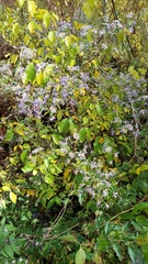 Symphyotrichinae