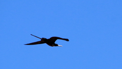 Fregata magnificens