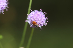 Rhingia rostrata