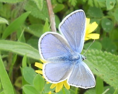 Polyommatus icarus