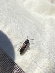 Tiphiinae
