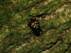Nicrophorus orbicollis